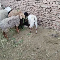 فروش بره و بزغاله نر