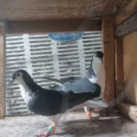 کبوتر درجه یک|پرنده|تربت جام, فاز ۲ فرهنگیان|دیوار