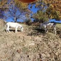 ۲خرجوان‌هردوعددسواری‌۲‌و۳ساله