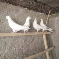 دوجفت کبوتر