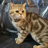 گربه دوساله برتیش