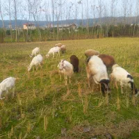 ۷عدد بز فروشی