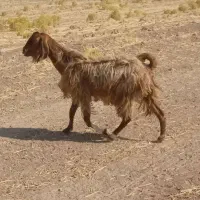 بز جوان