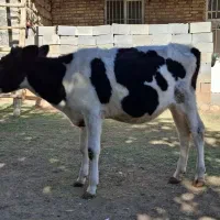 گاو و گوساله