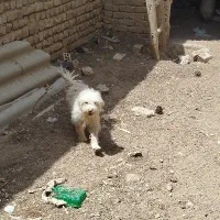 یک جفت شیتزو تریر سفید پشمالو