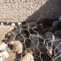 بره نر کشتاری و صادراتی سفید جفتی ۱۰۰ کیلو|حیوانات مزرعه|رومشکان, |دیوار