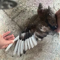 کبوتر