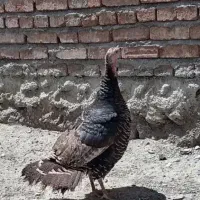 بوقلمون ماده چاق