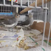 پرنده عروس|پرنده|سنگر, |دیوار