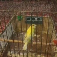 قناری ماده آماده|پرنده|کرمانشاه, |دیوار