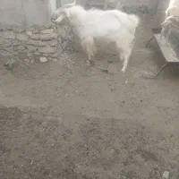 چبش سانن|حیوانات مزرعه|نهبندان, |دیوار