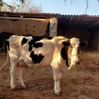 گاو شیری هلشتاین|حیوانات مزرعه|انبارآلوم, |دیوار