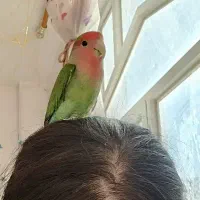 کوتوله برزیلی|پرنده|زواره, |دیوار