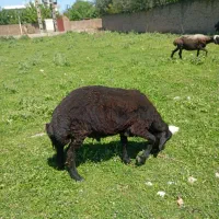 یک راس قوچ افشارخوش استیل