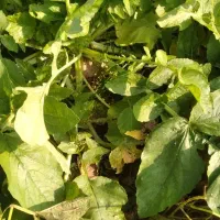 حراج|حراج|تالش, هشتپر|دیوار