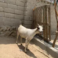 بز سومال دوقلوزا و بز صلاله جفت آبستن