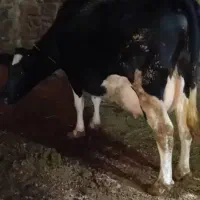 گاو|حیوانات مزرعه|میانه, |دیوار