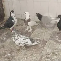 کفتر|پرنده|شیراز, اصلاح‌نژاد|دیوار