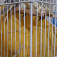 عروس هلندی|پرنده|خمینی‌شهر, |دیوار