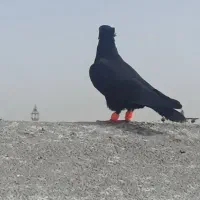 کفتر پرشی