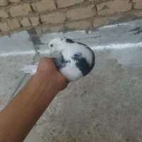 کفتر|پرنده|قم, نیروگاه|دیوار