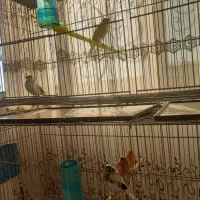 سگی|لوازم جانبی حیوانات|اسفراین, |دیوار