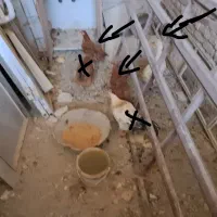 دو عدد خروس محلی ارگانیک  و یک عدد اردک