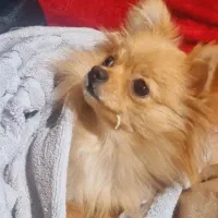 این سگ اسمش تی تی و سرقت شده|حیوانات|تهران, مظاهری|دیوار