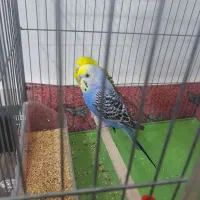 فروش  یه جفت مرغ عشق