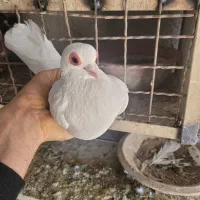 کفتر|پرنده|تبریز, |دیوار