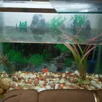 فروش آکواریوم با تمام وسایل تزئینی