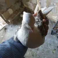 کبوتر خوشونع عقیقه|پرنده|چگنی, |دیوار