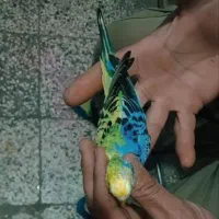 مرغ عشق هالف سایدر فنج کاکلی