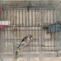 ماده سهره ی فروشی