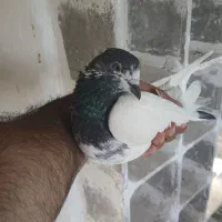 کبوتر کله ماستی.کله دم سبز پاکستانی پرشی|پرنده|کرج, حسین‌آباد|دیوار