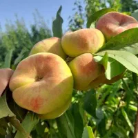 نهال گردو بادام هلو زردآلو آلو آلبالو گیلاس سیب|خدمات باغبانی و درختکاری|اسدآباد, |دیوار