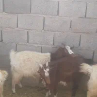 بزمحلی درجه یک