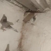 کفتر|پرنده|اردبیل, |دیوار