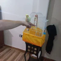 عروس هلندی ماده آماده جفت‌گیری سالم|پرنده|کرج, خرمدشت|دیوار