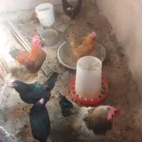 فروش‌مرغ‌تخم‌گذار‌وخروس