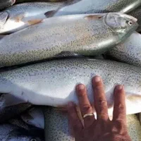 فروش ماهی قزل تازه و زنده