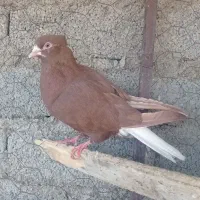 فروشی کفتر دو تا ماده خوشکل|پرنده|فیروزآباد (فارس), |دیوار