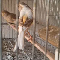 دوعدد ماده قناری ابلغ اهویی جفت خور سهره|پرنده|شیراز, پودنک|دیوار