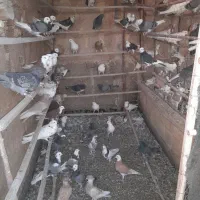 تعداد ۴۰جفت شازده وابلغ وسبز وهما|پرنده|مبارکه, |دیوار