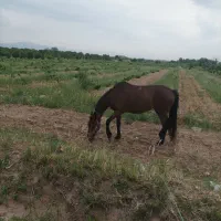 اسب مادیان|اسب و تجهیزات اسب‌سواری|قزوین, |دیوار