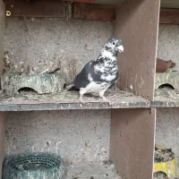 بزک  ابلغ زاغ دم سفید هفت رنگ دم سفید