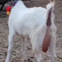 فروش بهترین بزای شیری وچند قلوزا|حیوانات مزرعه|بردسکن, |دیوار