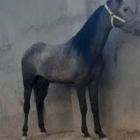 مادیون و نریون|اسب و تجهیزات اسب‌سواری|خمینی‌شهر, |دیوار