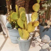 کاکتوس ارزان|گل و گیاه طبیعی|میمند, |دیوار