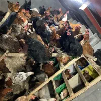 فروش ۱۰۰ عدد مرغ گلپایگانی تخم گذار